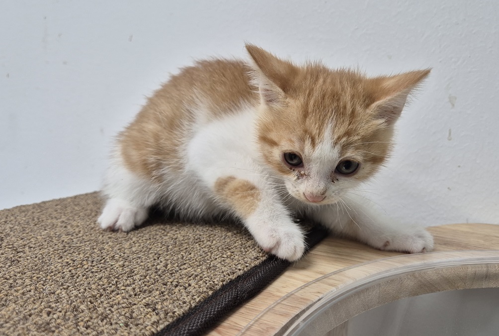 종료(방사) 한국 …