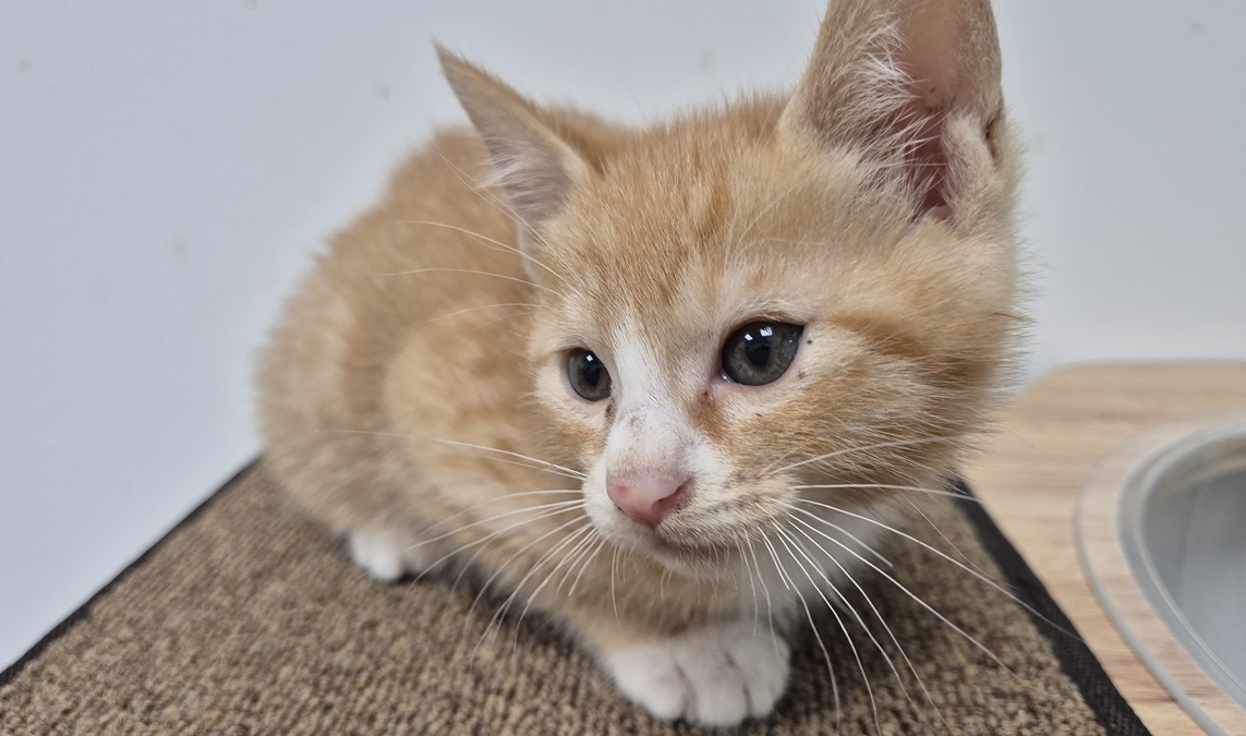 종료(방사) 한국 …