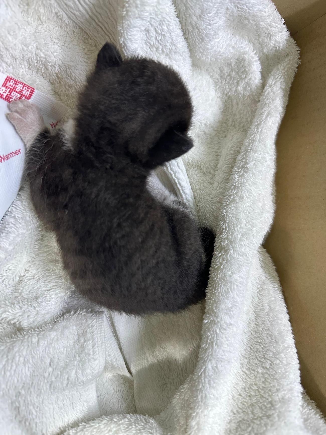 일산동물의료센터_431371202500486