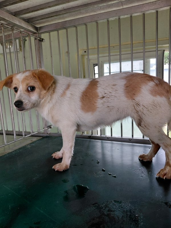 보호중 믹스견의 가…