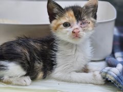 보호중 한국 고양이…