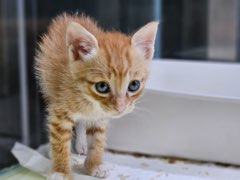 보령길고양이보호협회_444451202501006