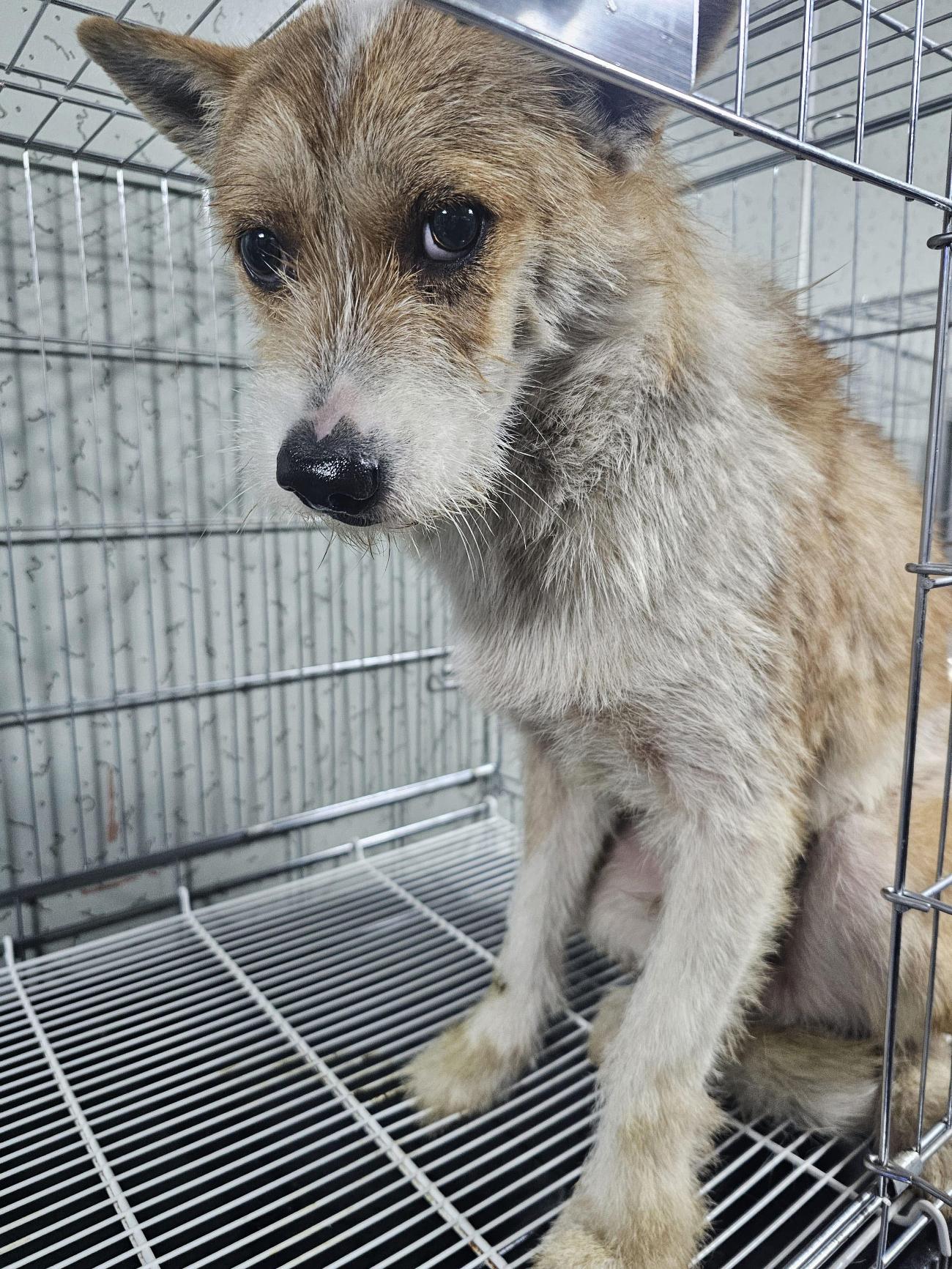 보호중 믹스견의 가…