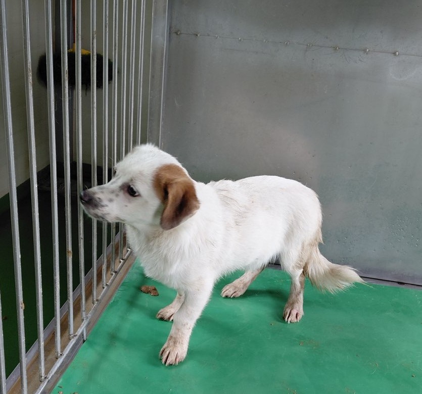 보령길고양이보호협회_444451202501001