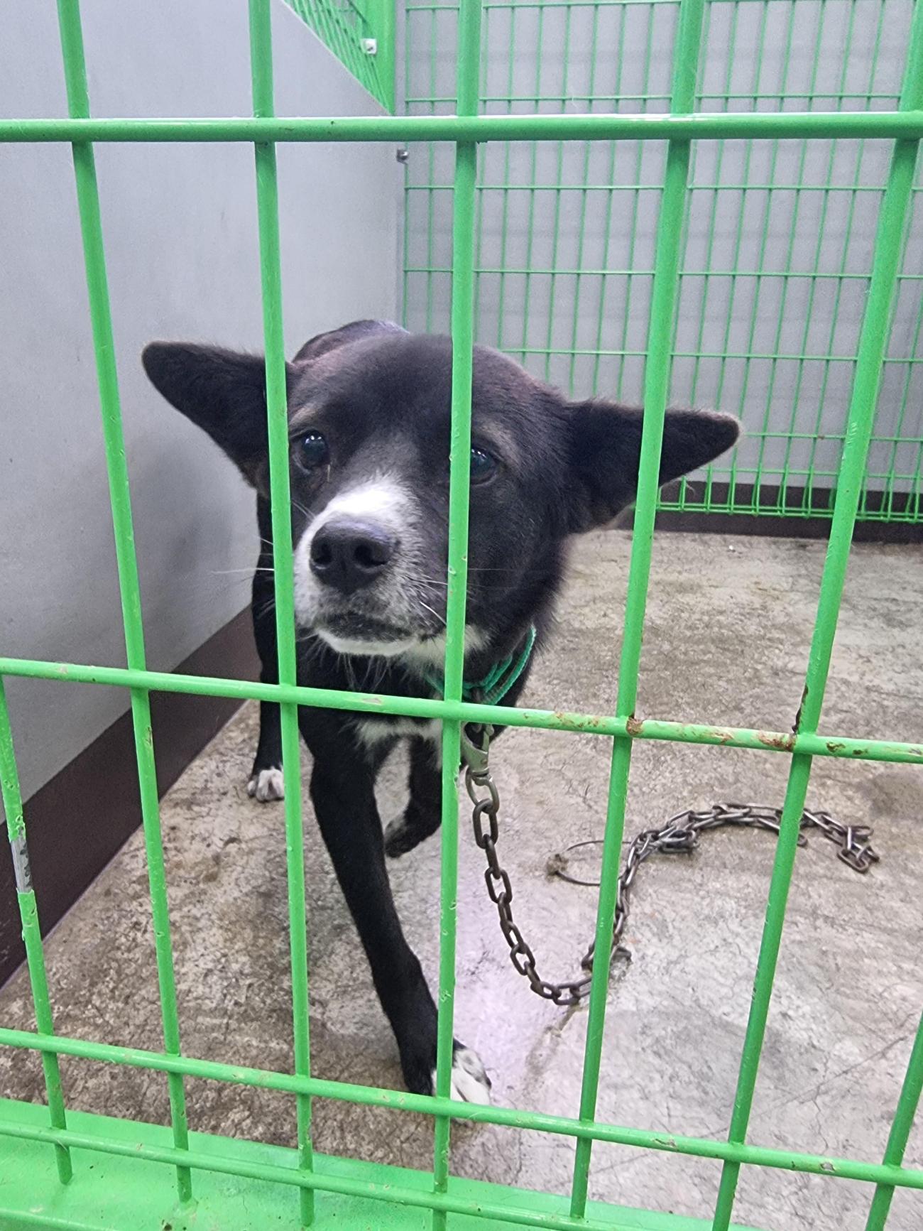 종료(반환) 믹스견…