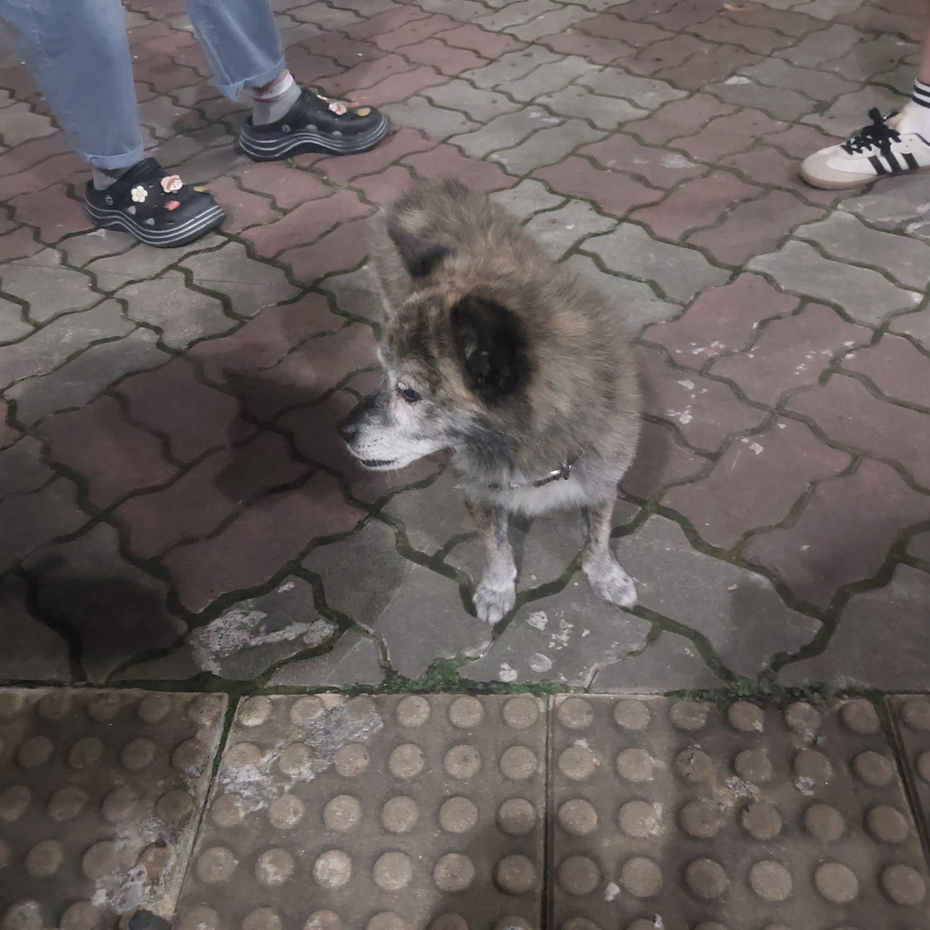 종료(반환) 믹스견…