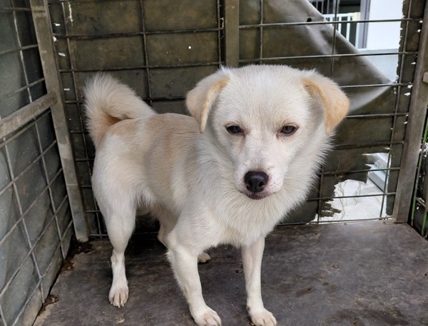 보호중 믹스견의 가…