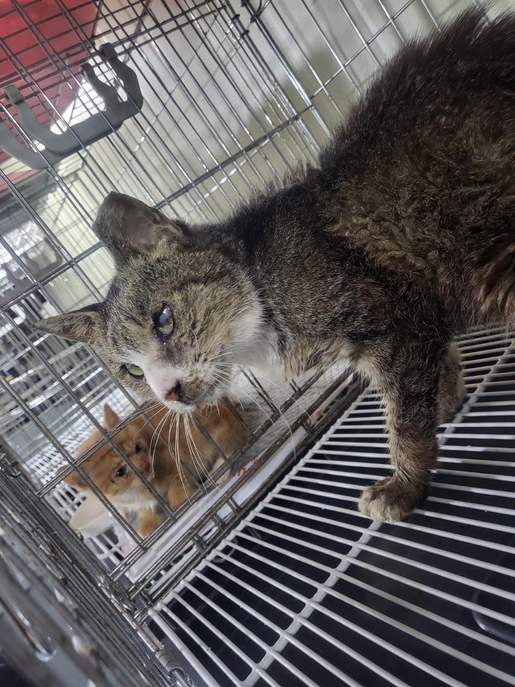 보호중 한국 고양이…