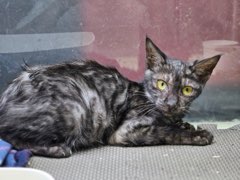 종료(자연사) 한국…