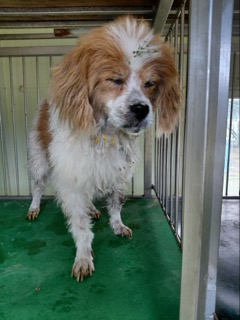 보령시유기동물보호소_444451202501002