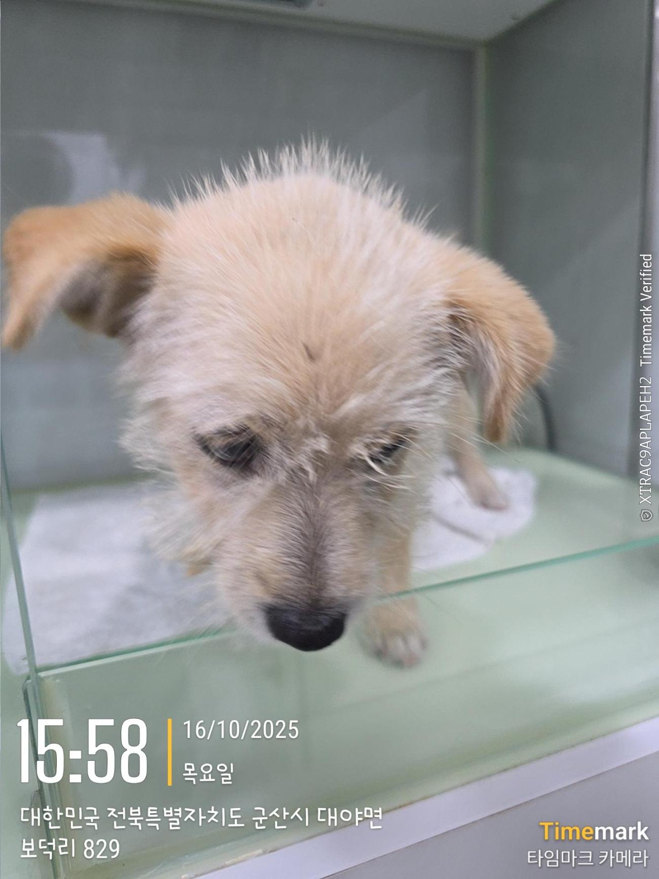 군산유기동물보호센터_445467202501935