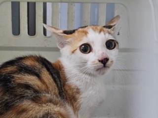 보호중 한국 고양이…