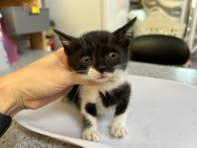 광주동물보호센터_429362202500773