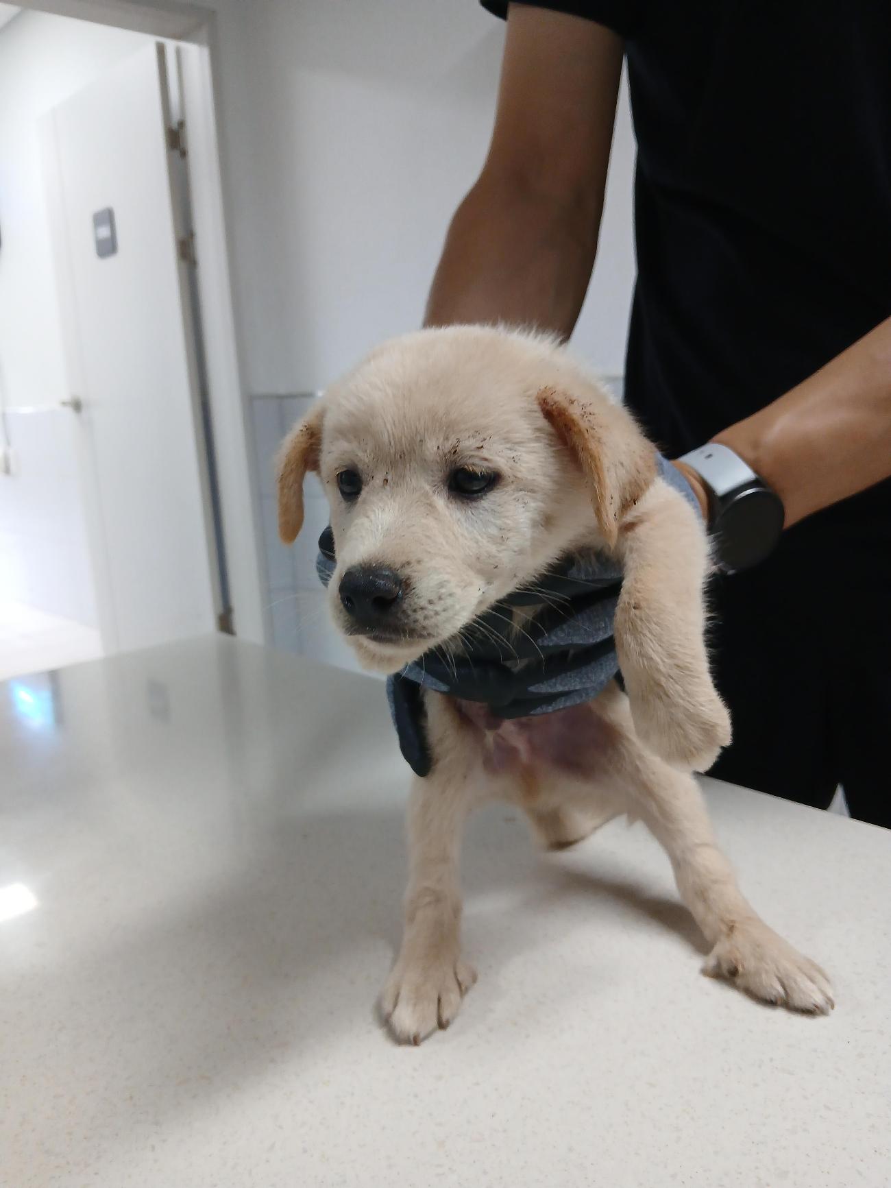 보호중 믹스견의 가…