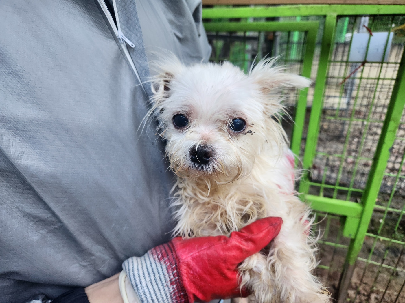 종료(입양) 말티즈…