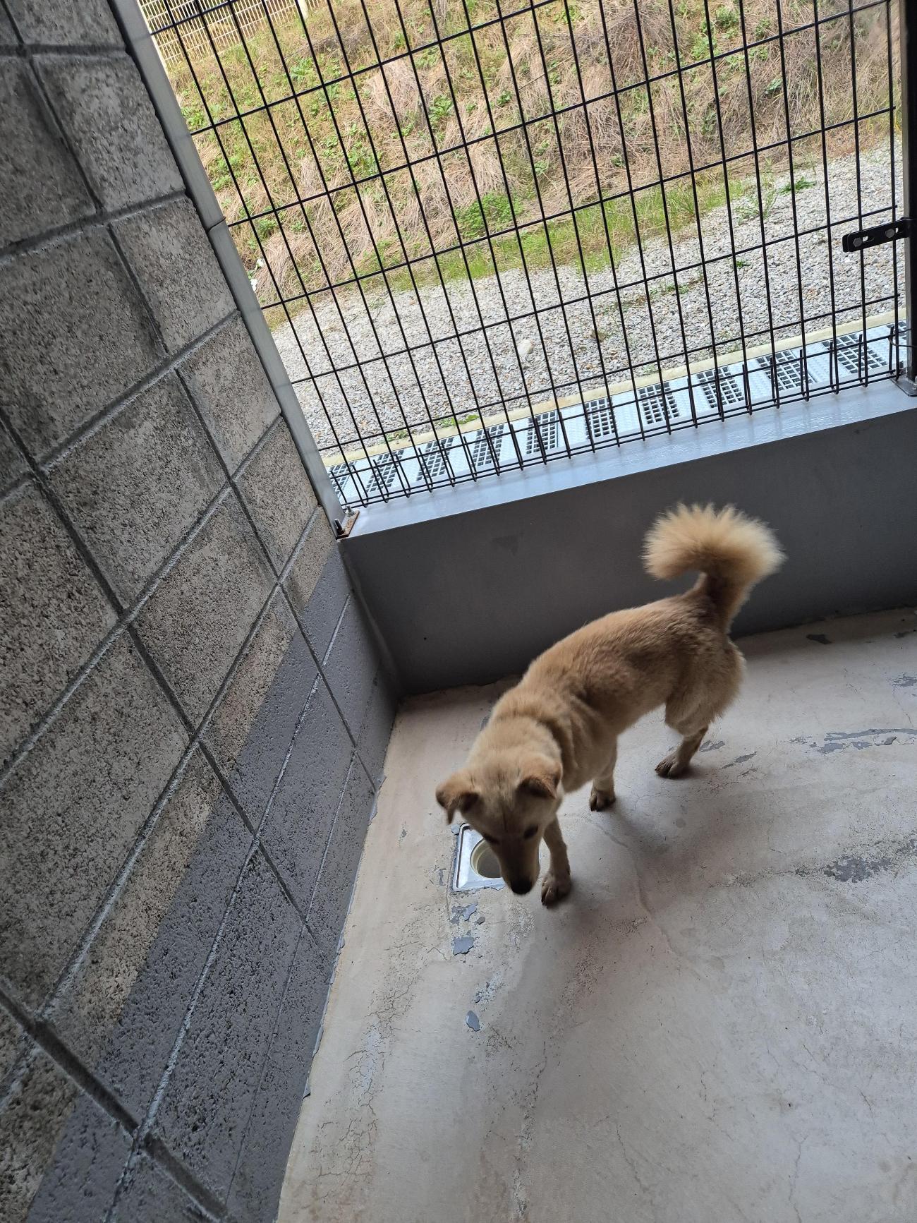 인제군동물보호센터_442433202500559