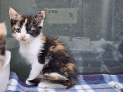 종료(입양) 한국 …