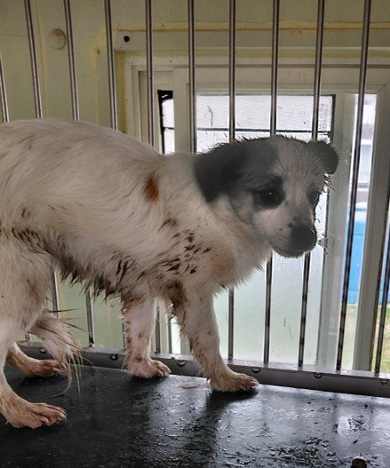 보령시유기동물보호소_444451202500999