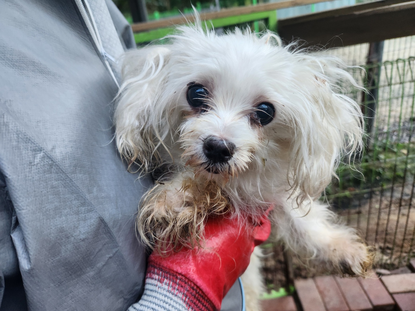 종료(입양) 말티즈…