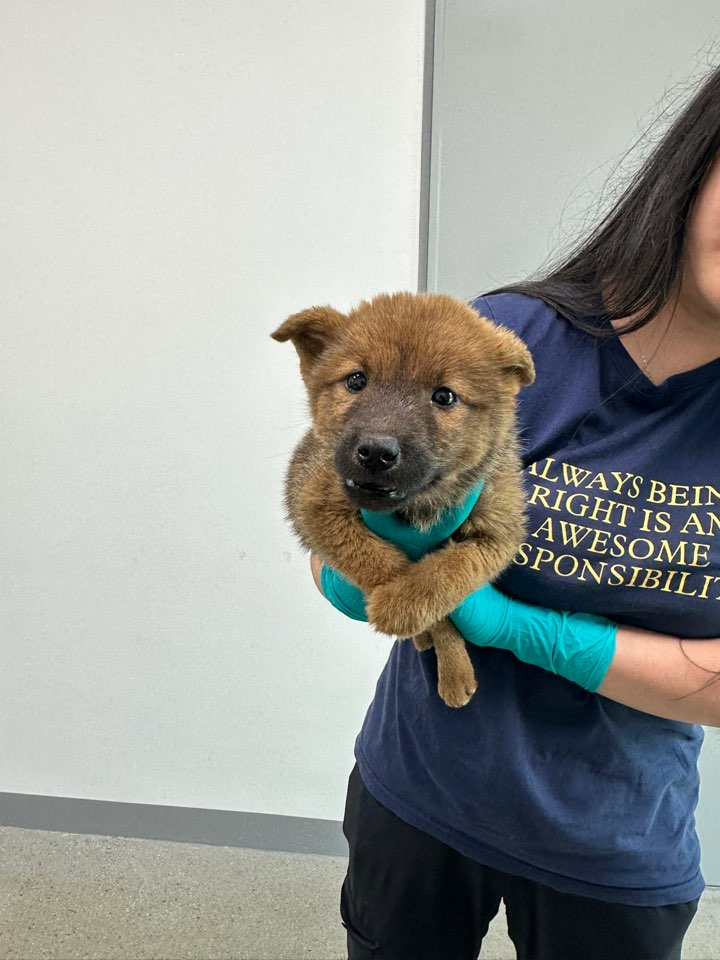 종료(입양) 믹스견…