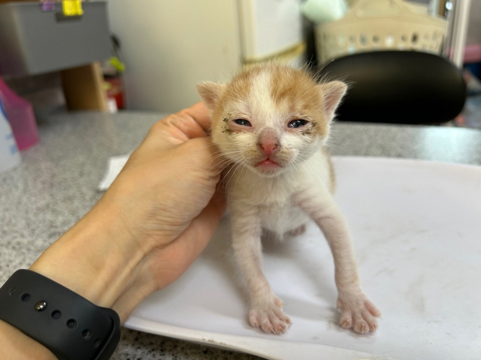 종료(자연사) 한국…