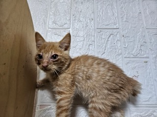 종료(자연사) 한국…