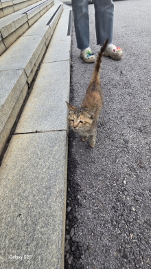 보호중 한국 고양이…
