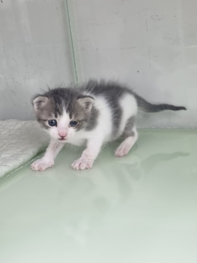 신공항동물병원_428349202500902