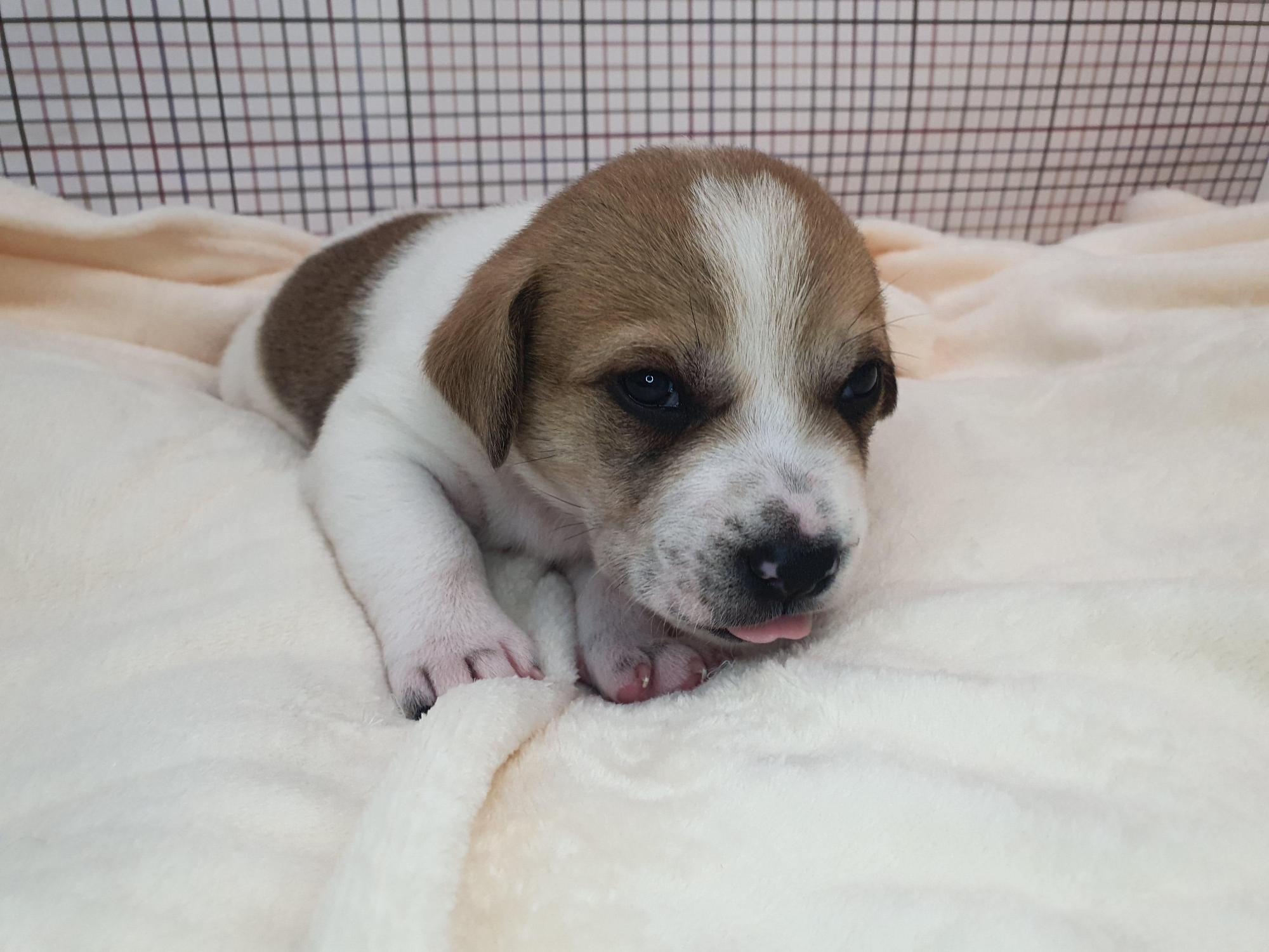 종료(입양) 믹스견…