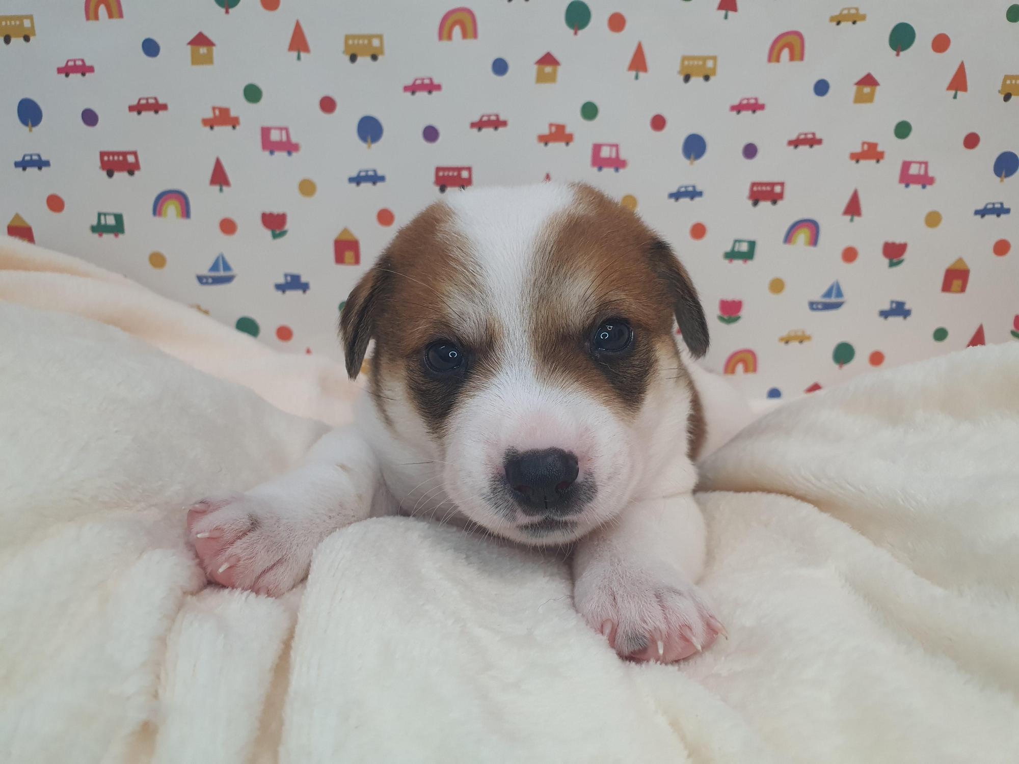 단양군동물보호센터_443448202500036