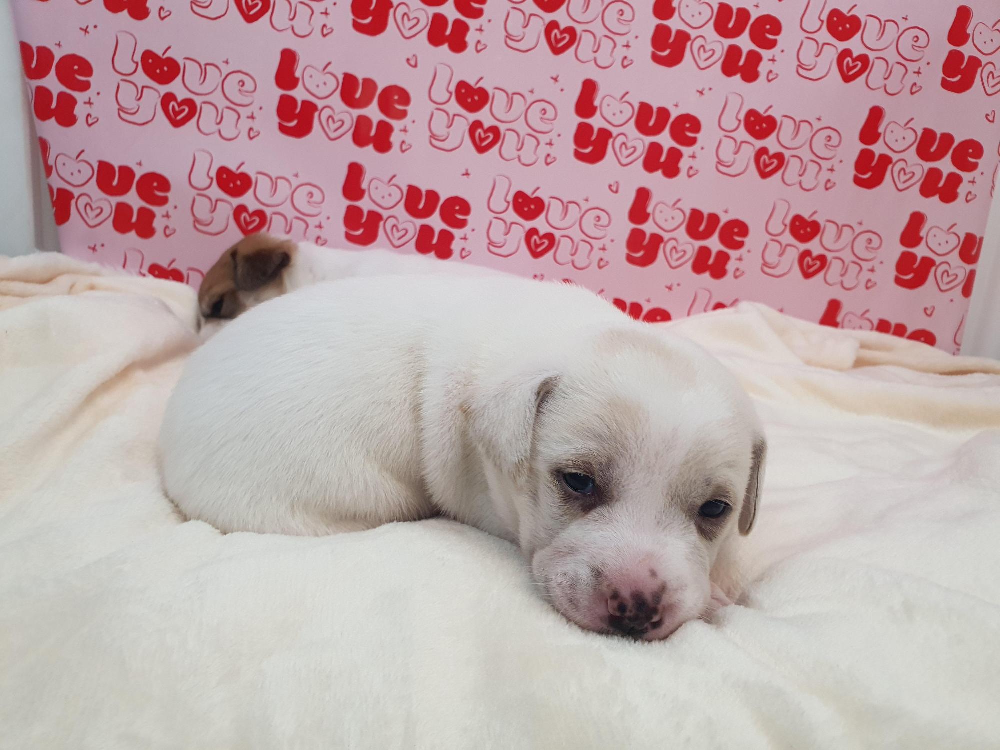 단양군동물보호센터_443448202500038