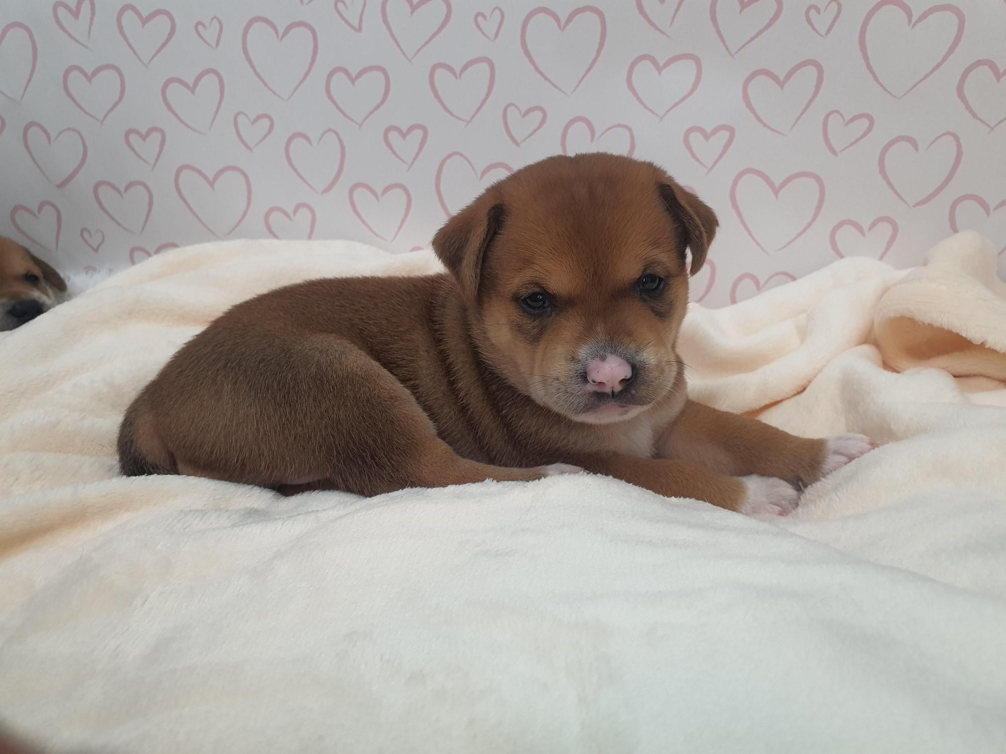 단양군동물보호센터_443448202500033