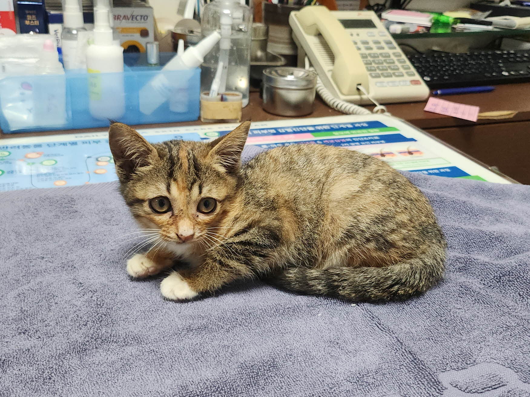 종료(입양) 한국 …