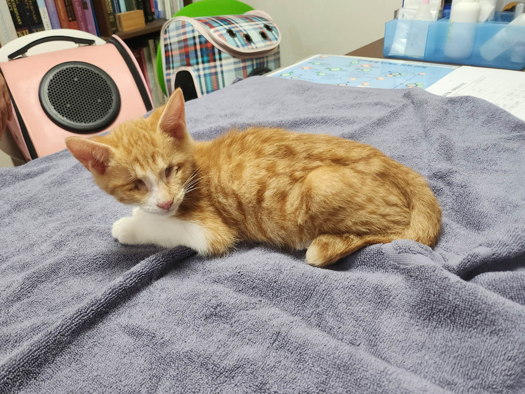 종료(입양) 한국 …