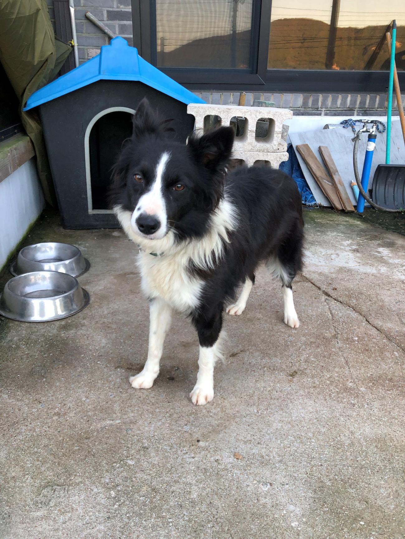 보호중 보더 콜리의…