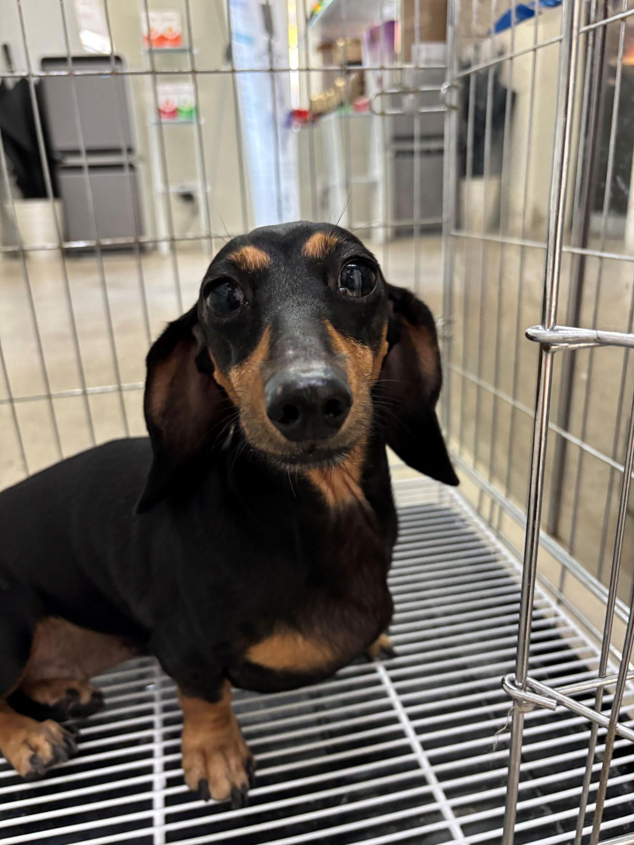 디디동물병원_428357202501381