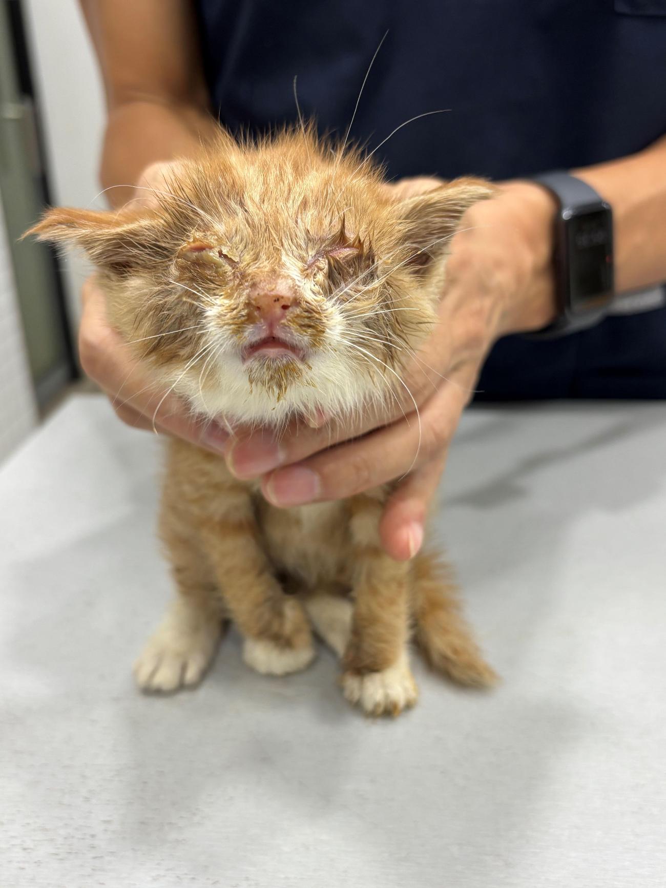 종료(자연사) 한국…