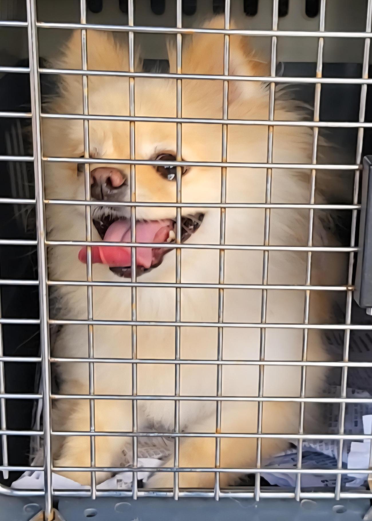 목포시유기동물보호소_446480202501401