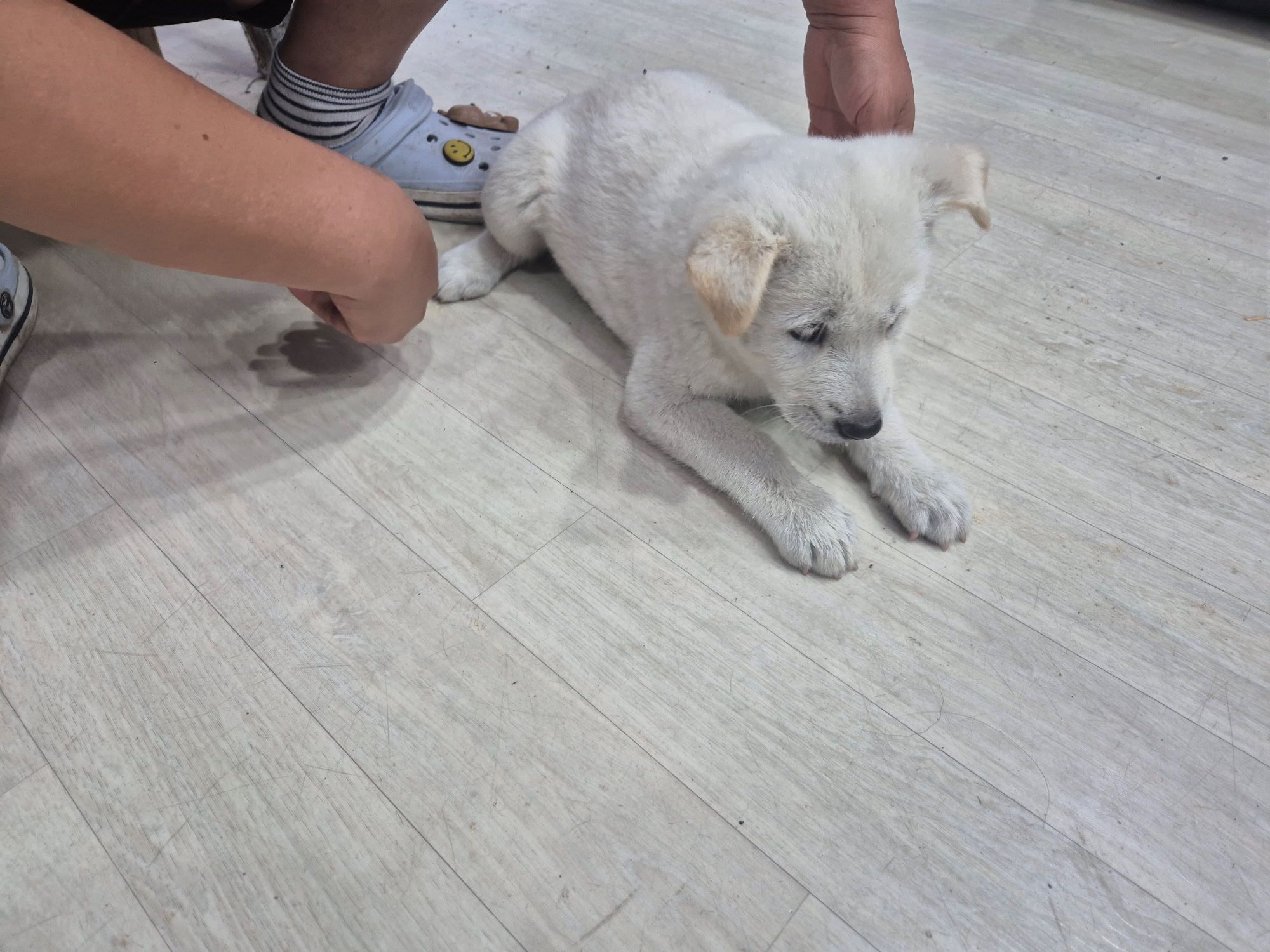 보호중 믹스견의 가…