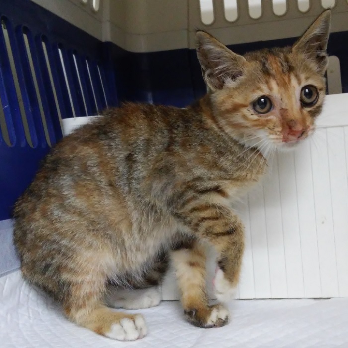 종료(자연사) 한국…