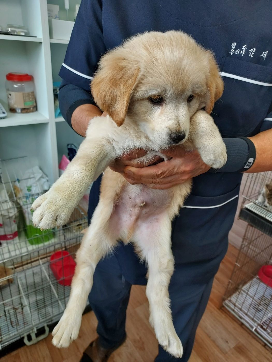 종료(안락사) 믹스…