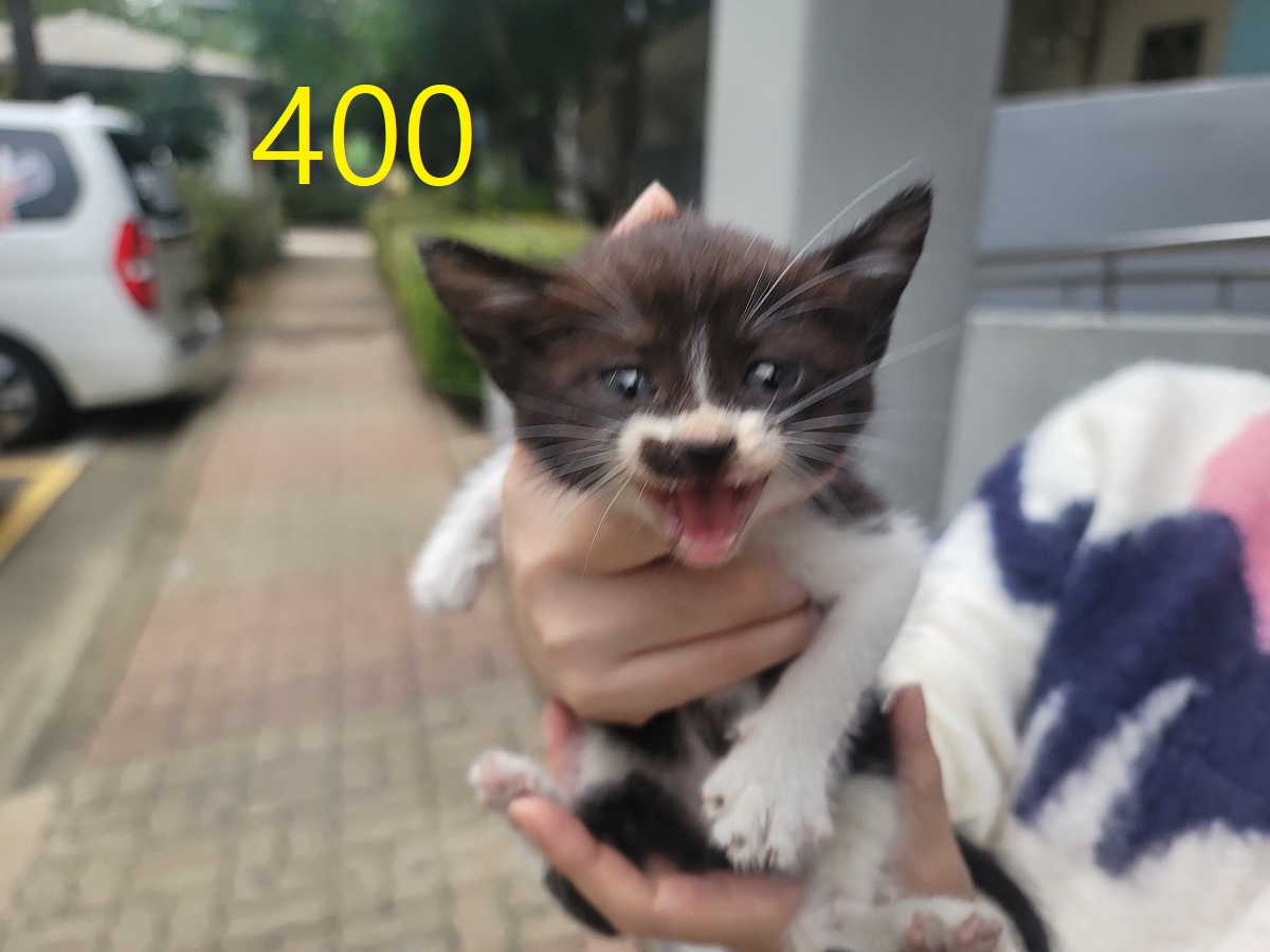 보호중 한국 고양이…