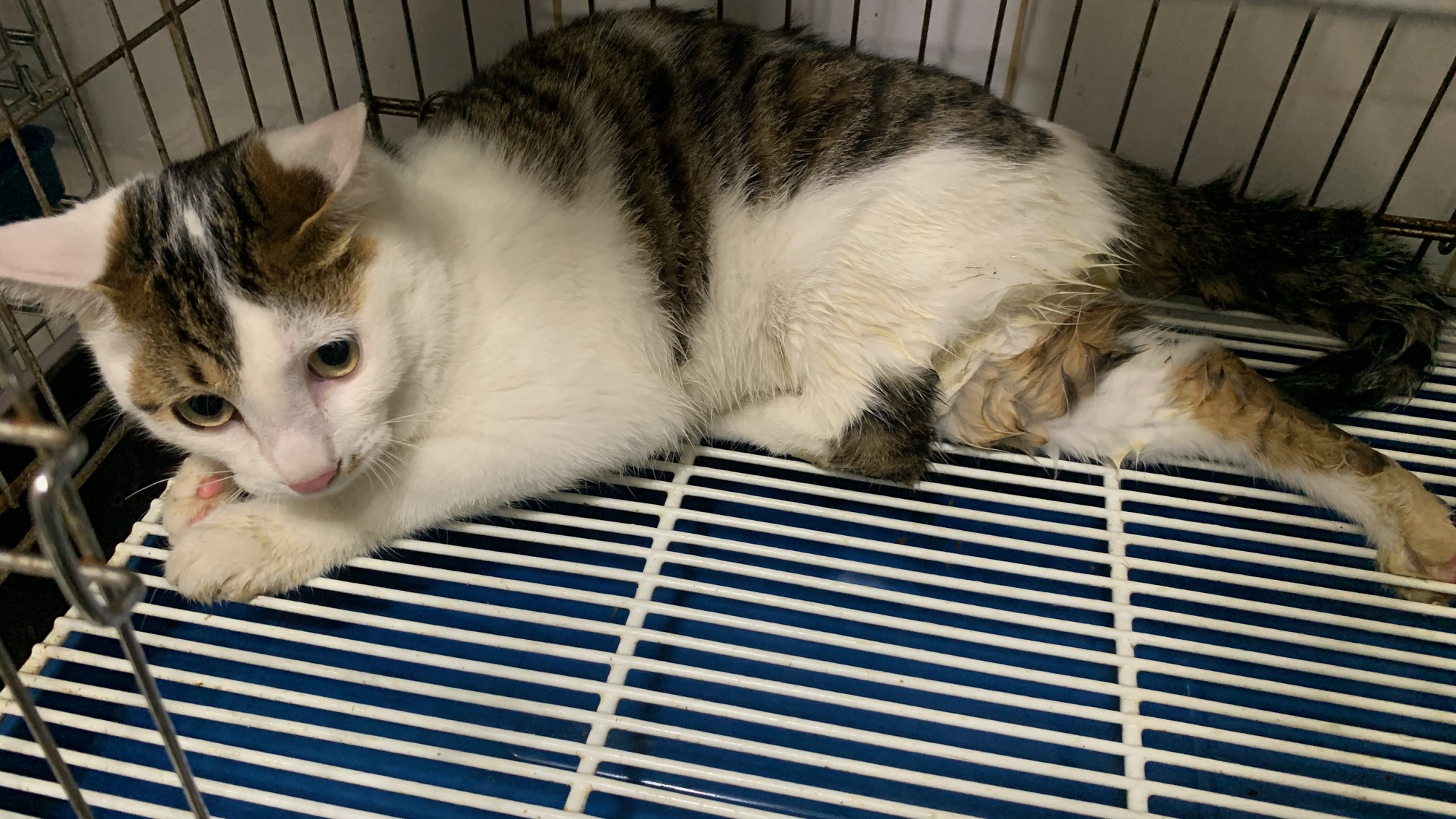 보호중 한국 고양이…