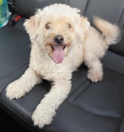 공주시 동물보호센터_444450202500500