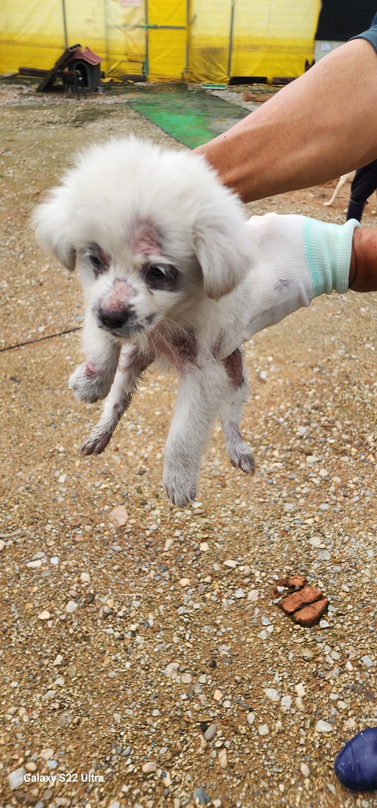 보호중 믹스견의 가…