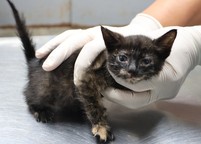 종료(자연사) 한국…