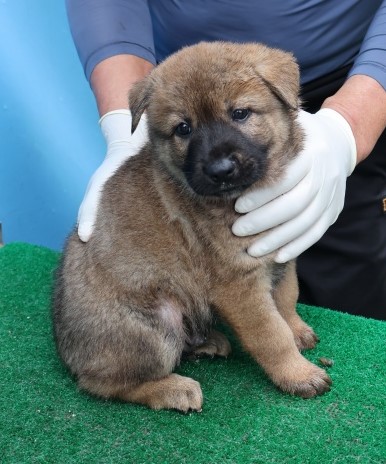 제주 동물보호센터_450650202502743