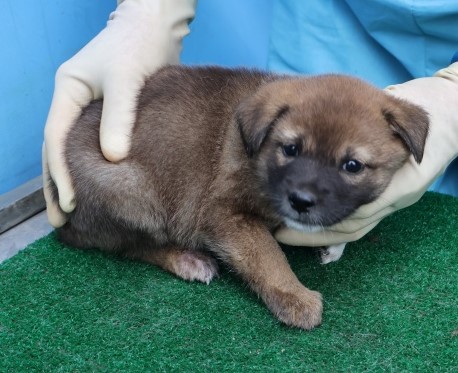 제주 동물보호센터_450650202502746