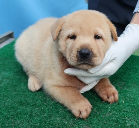 종료(기증) 믹스견…