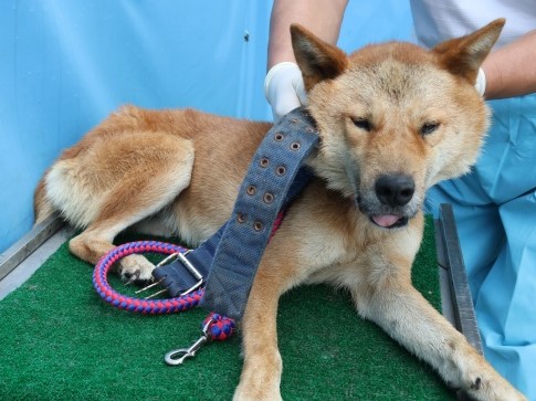 제주 동물보호센터_450650202502749